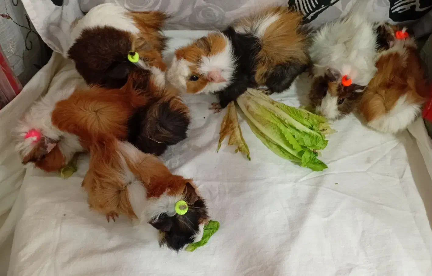 خوکچه هندی فشن|موش و خرگوش|شهرکرد, |دیوار