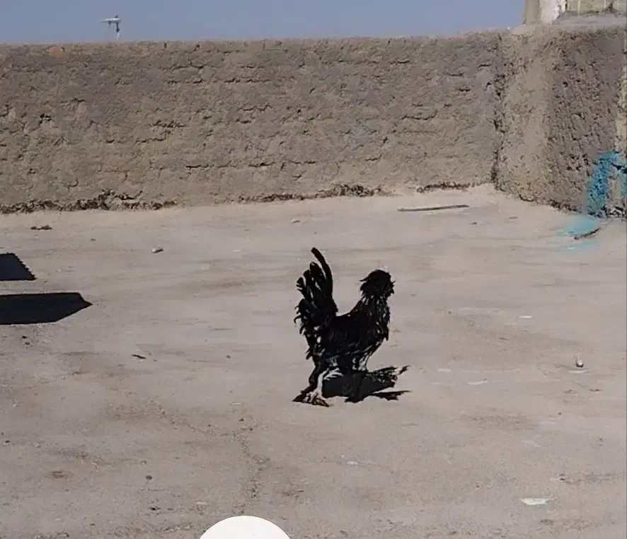 خروس سیاه زینتی|حیوانات مزرعه|برخوار, |دیوار