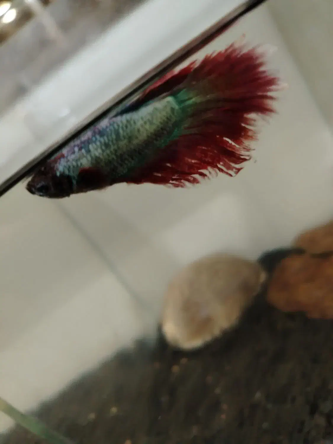 ماهی فایتر نر و ماده|ماهی|زرند, |دیوار