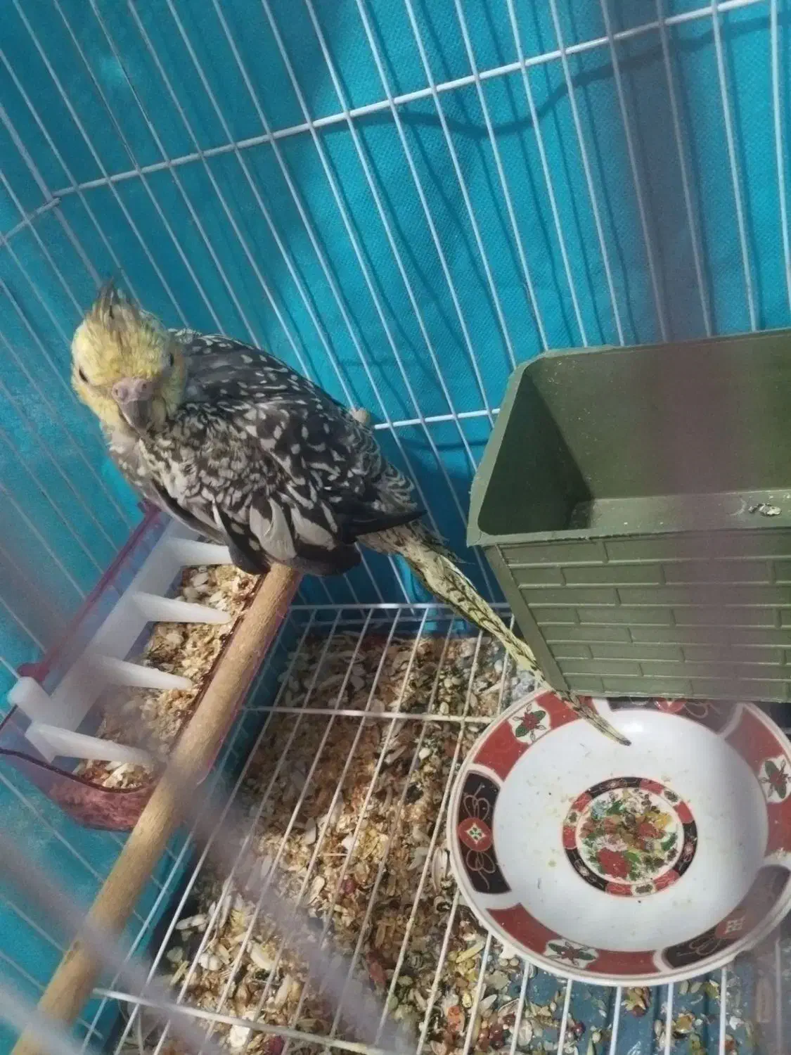 عروس هلندی|پرنده|ماهان, |دیوار