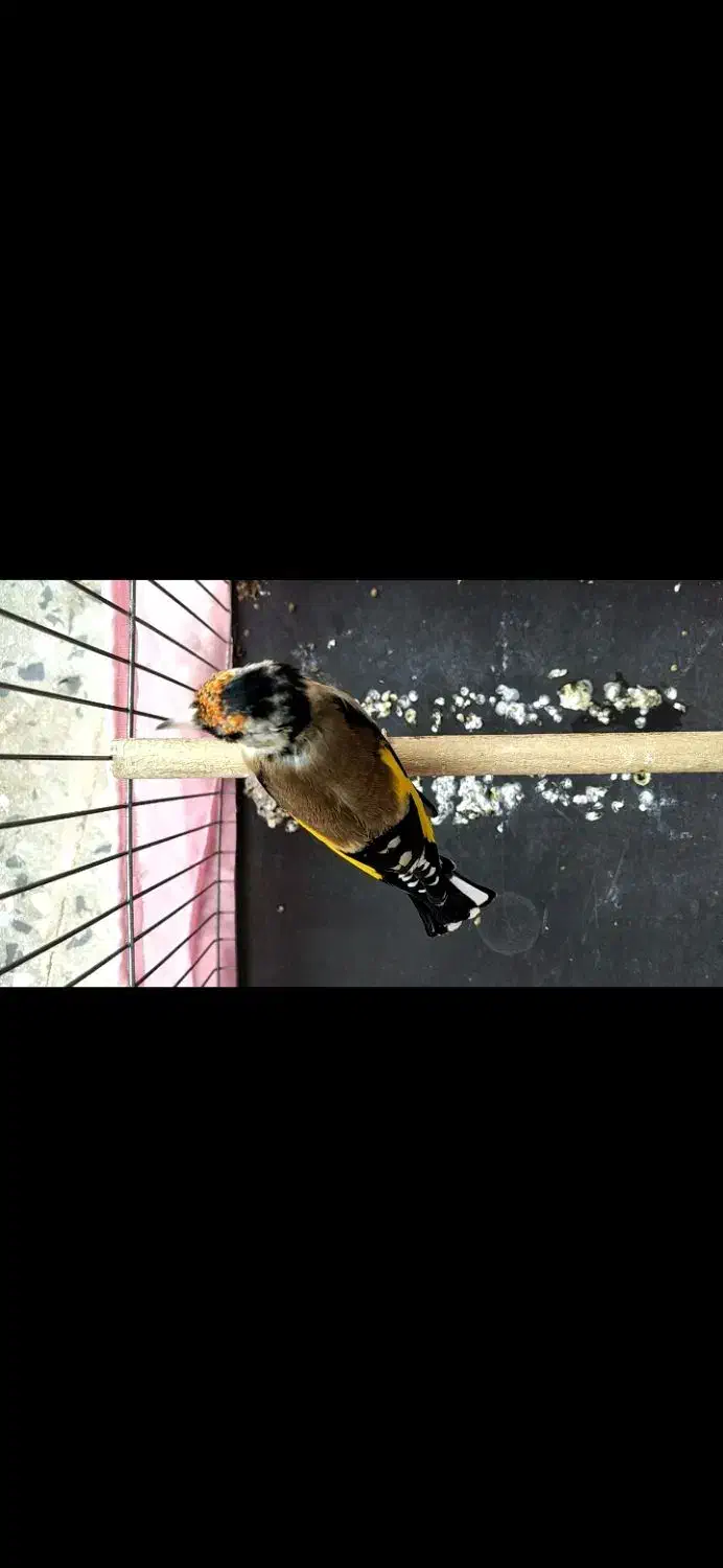 سهره جوجه سال|پرنده|دزفول, |دیوار