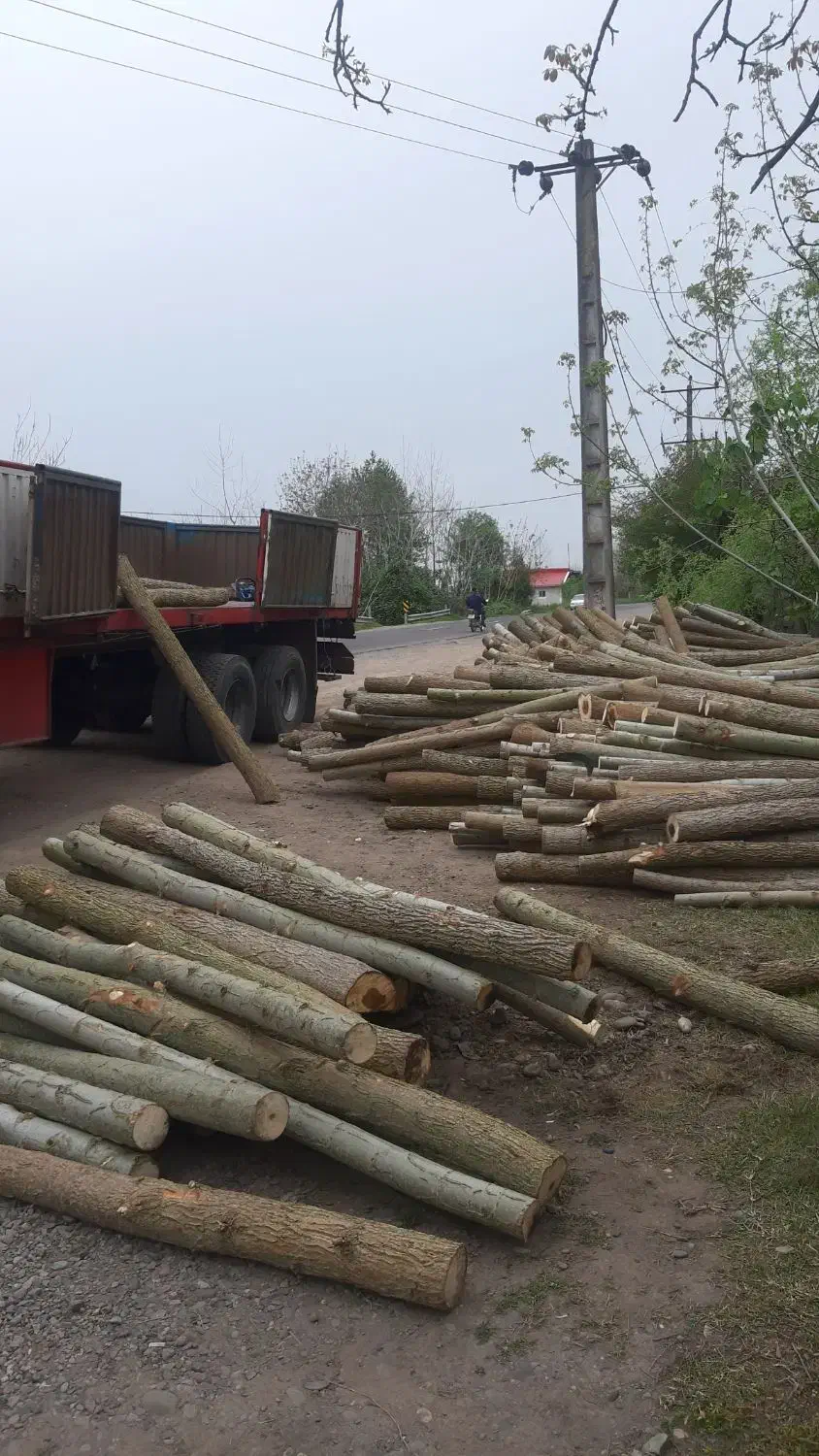 درخت صنوبر|خدمات پیشه و مهارت|آستانه اشرفیه, |دیوار