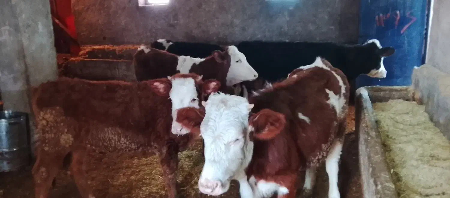 گوساله سمینتال|حیوانات مزرعه|دهگلان, |دیوار