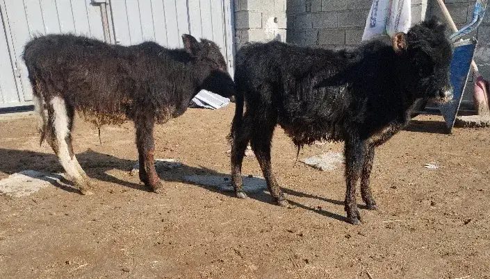 دوراس گوساله دورگه محلی نر از گاو تلیسه|حیوانات مزرعه|بندر ترکمن, |دیوار