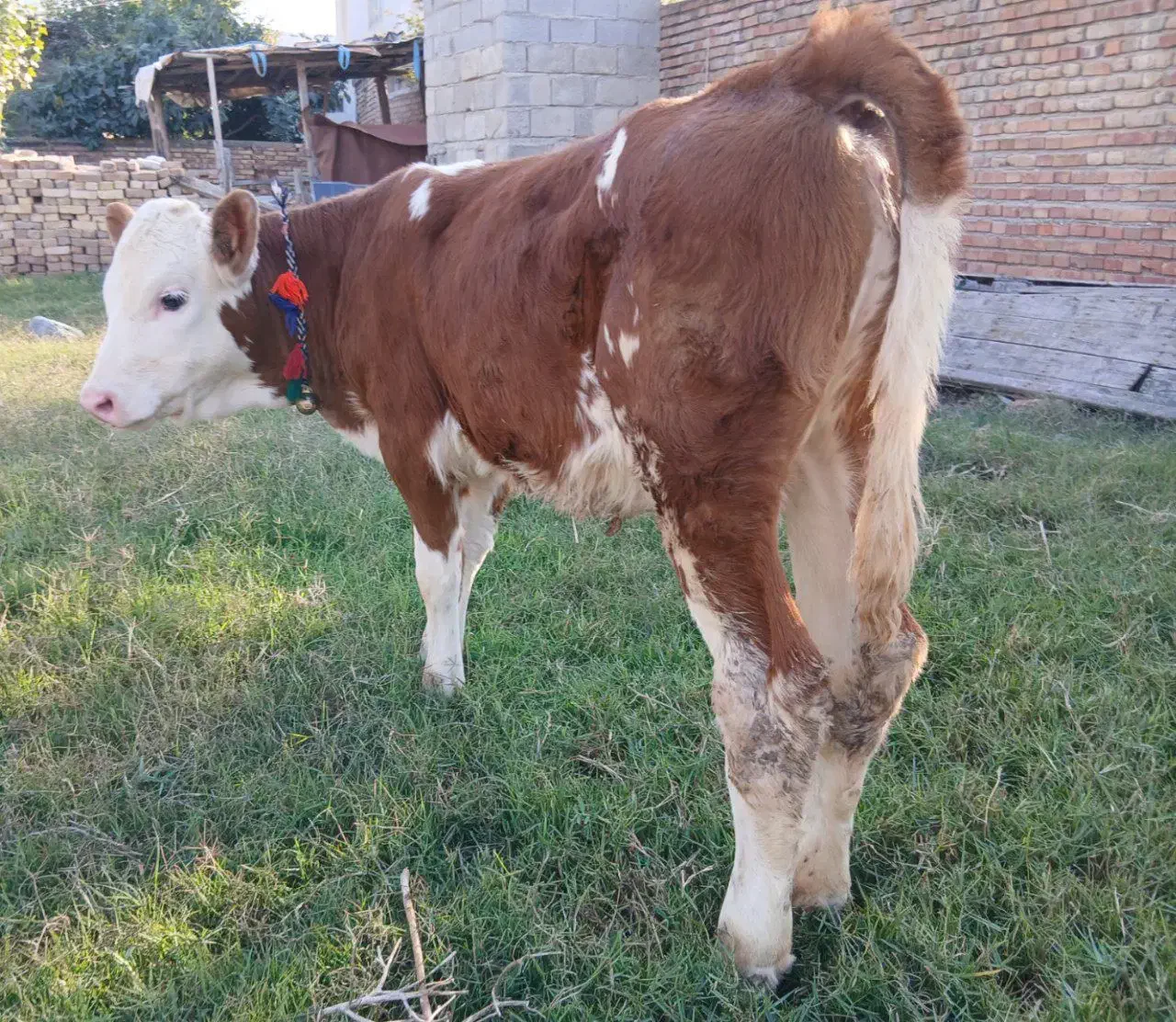 گاو|حیوانات مزرعه|شیراز, اصلاح‌نژاد|دیوار