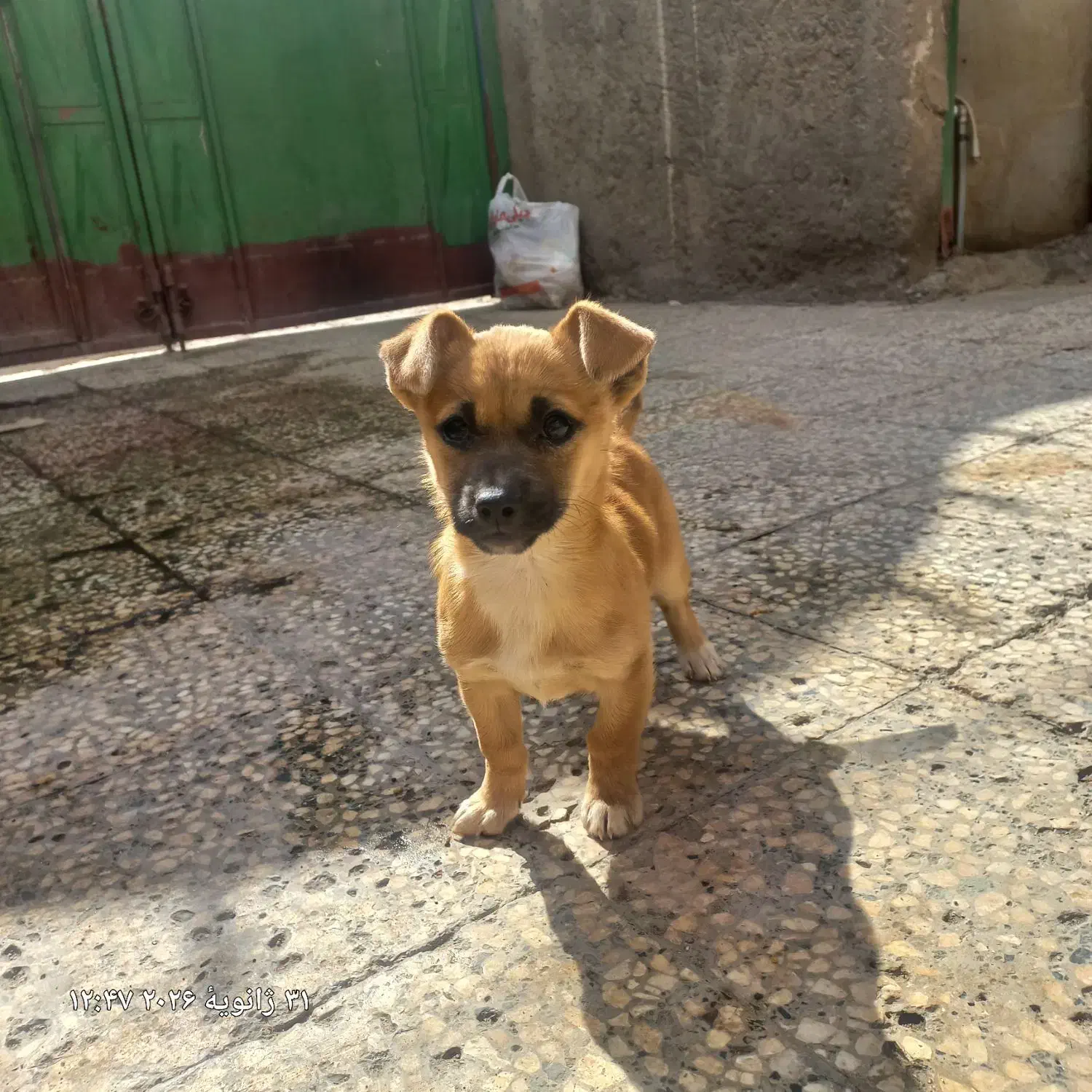 سگ پاکوتاه|سگ|زاهدان, |دیوار