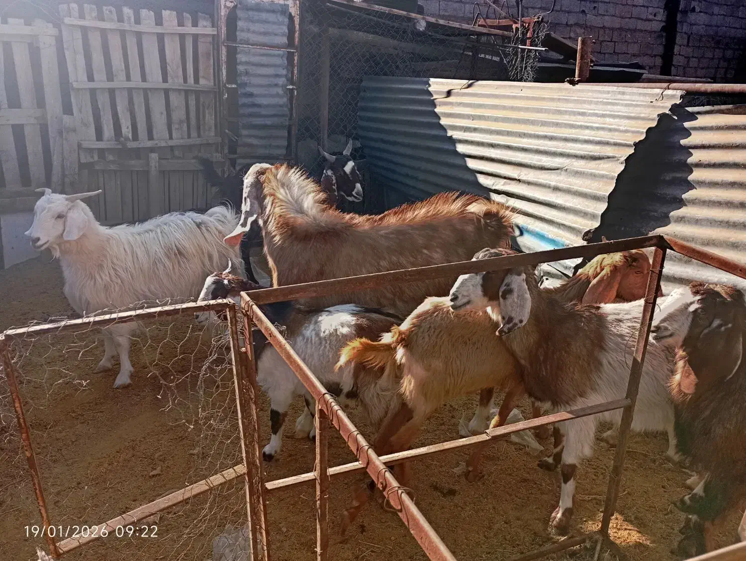 ۹عدد گوسفند نر و ماده۱۱۰میلون|حیوانات مزرعه|کرمان, |دیوار