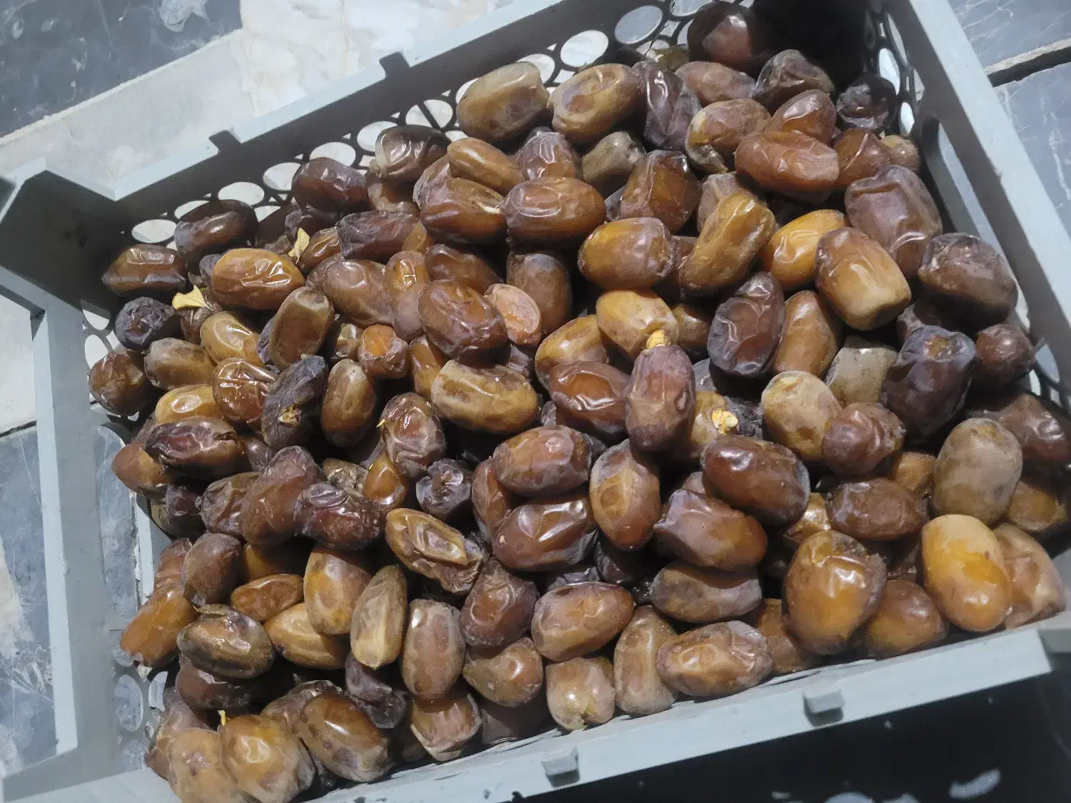 خرما کبکاب درجه یک|عمده‌فروشی|رشت, بلوار گیلان|دیوار