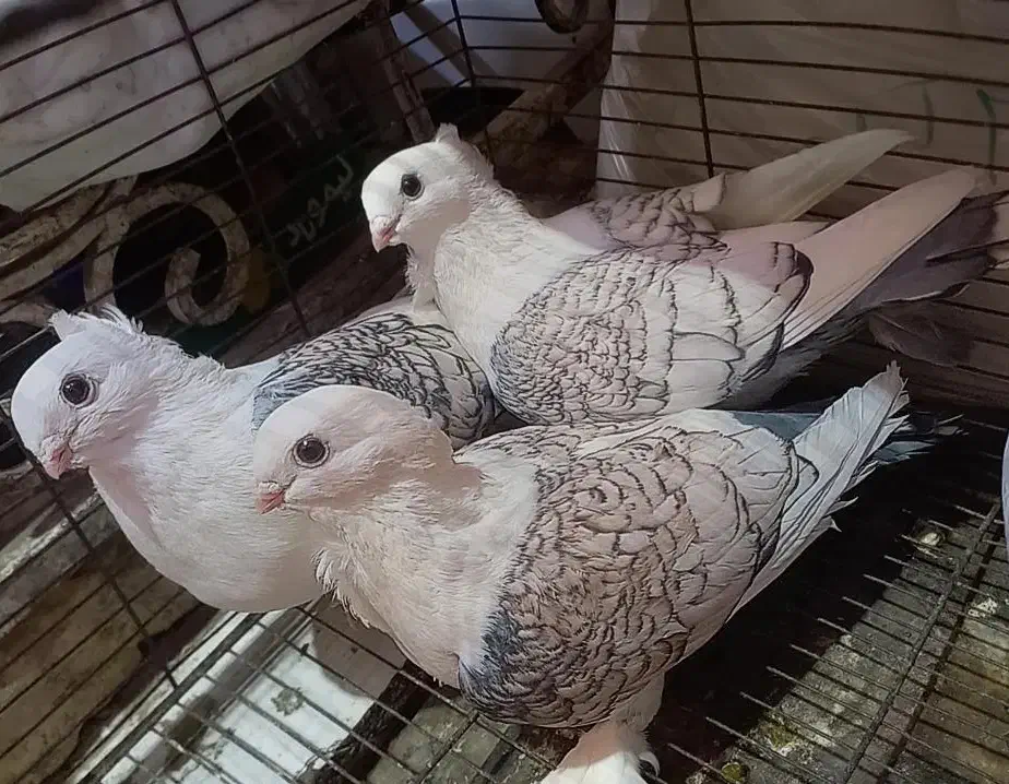 ساتن مقبول|پرنده|مشهد, دانش|دیوار