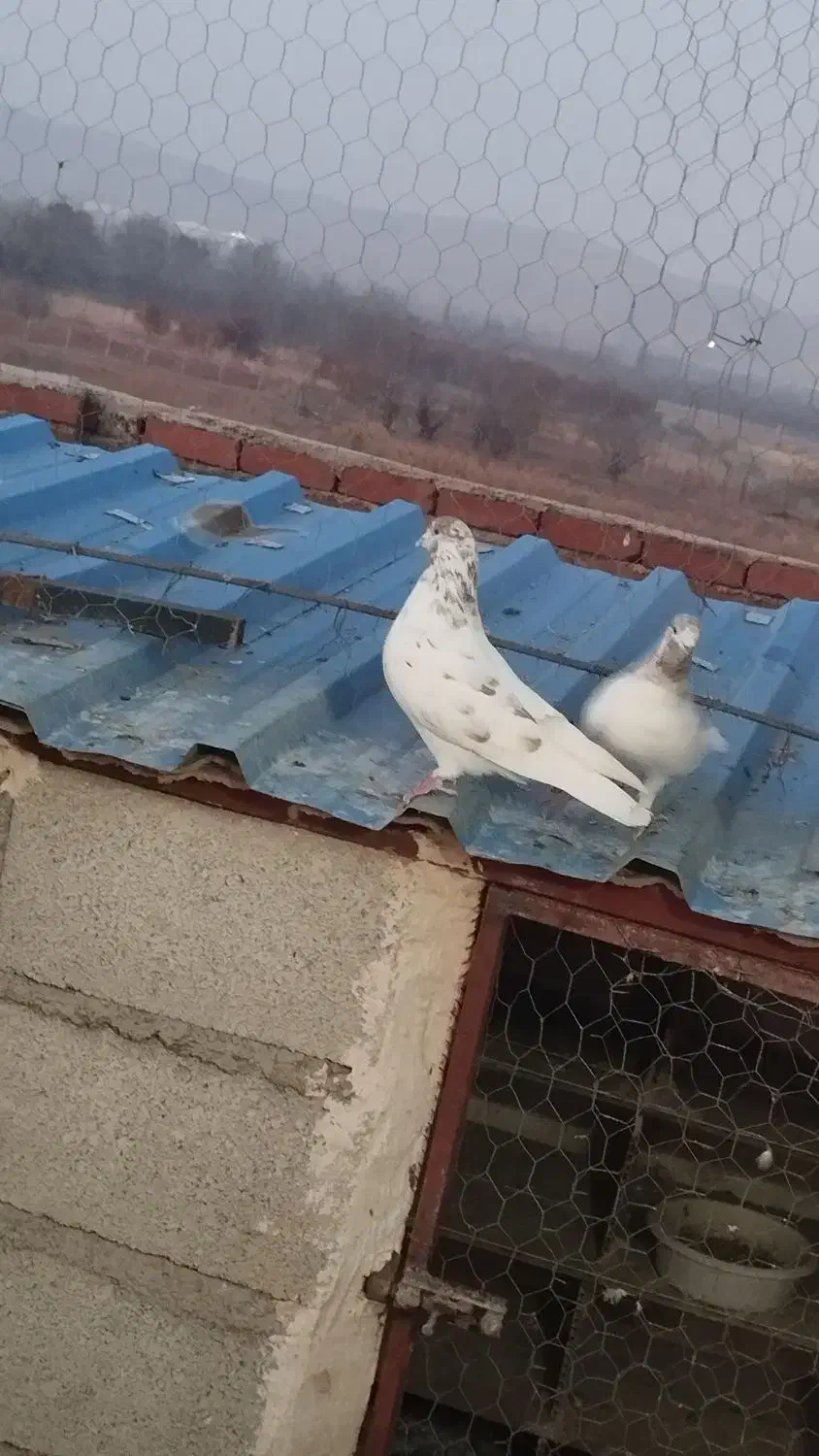 فروش تعدادی کبوتر پرشی دهنجور|پرنده|نقده, |دیوار