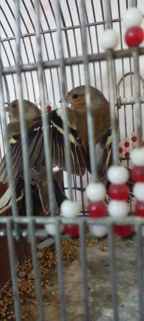 سیره|پرنده|بندر ماهشهر, |دیوار