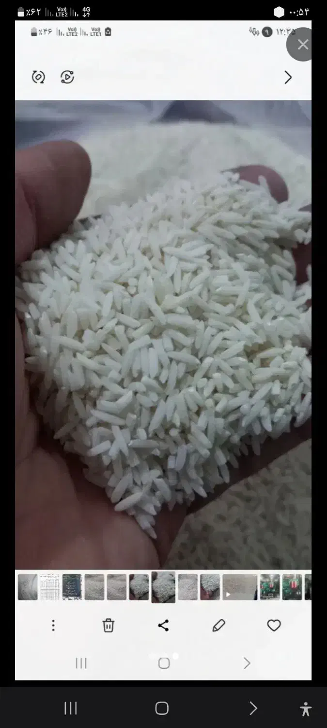 برنج طارم هاشمی اعلا..کشت خودمونه واس امسال|خوردنی و آشامیدنی|بندر گز, |دیوار