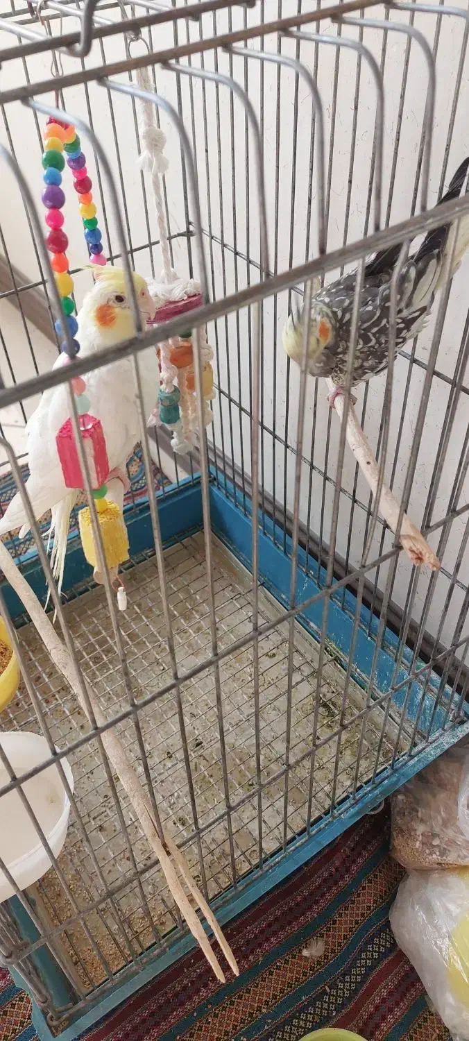 جوجه عروس هلندی|پرنده|کرج, کوی مدرس|دیوار