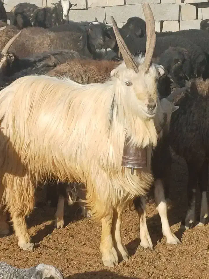 یک راس بزغاله|حیوانات مزرعه|قلعه نو, |دیوار