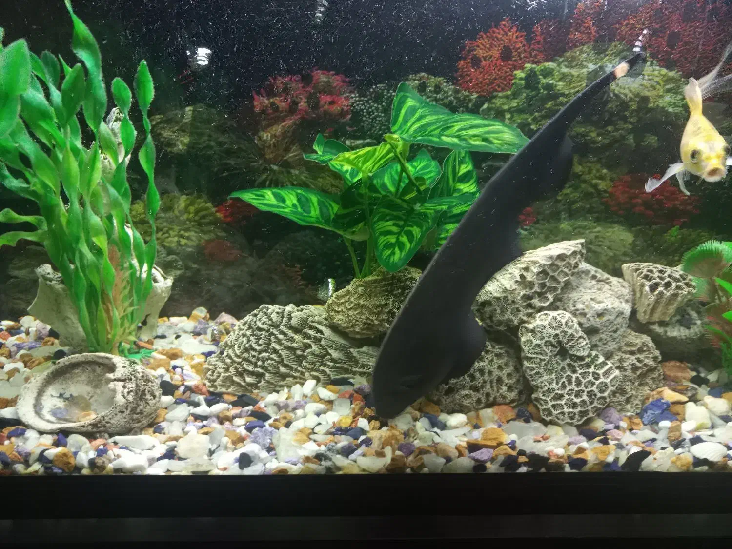 ماهی اکواریوم|ماهی|پاکدشت, پاکدشت (مامازند)|دیوار