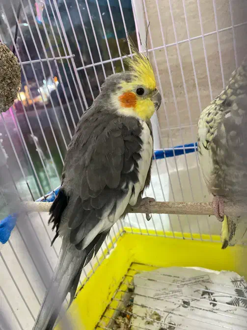 عروس هلندی|پرنده|رشت, حمیدیان|دیوار