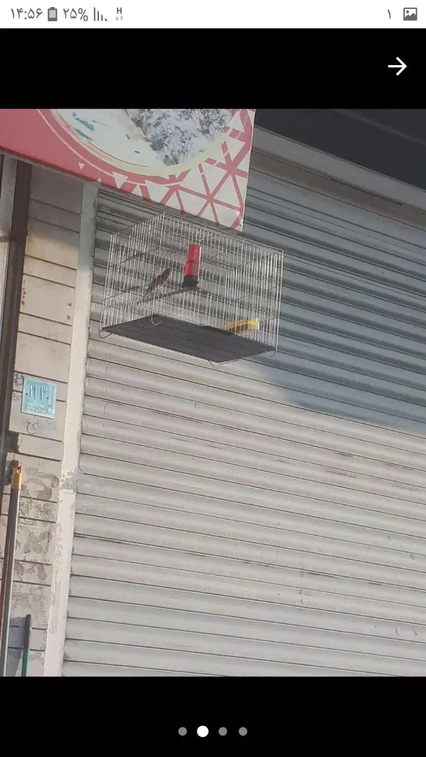 انواع قناری کوتاه بلند خون|پرنده|آمل, |دیوار