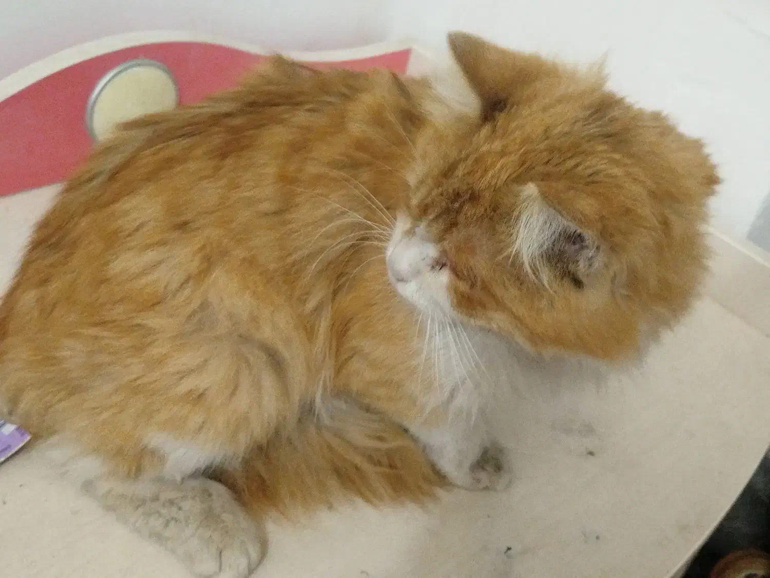 گربه فوری|گربه|تبریز, |دیوار