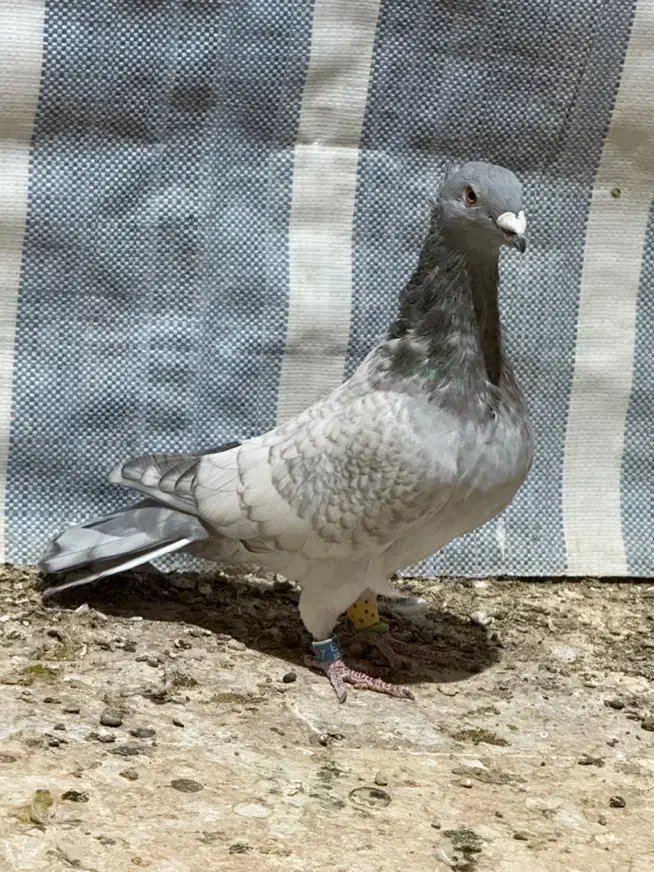 کفتر طاوسی الماسی کاکل میولمنز پشتی دمسفید|پرنده|شیراز, پودنک|دیوار