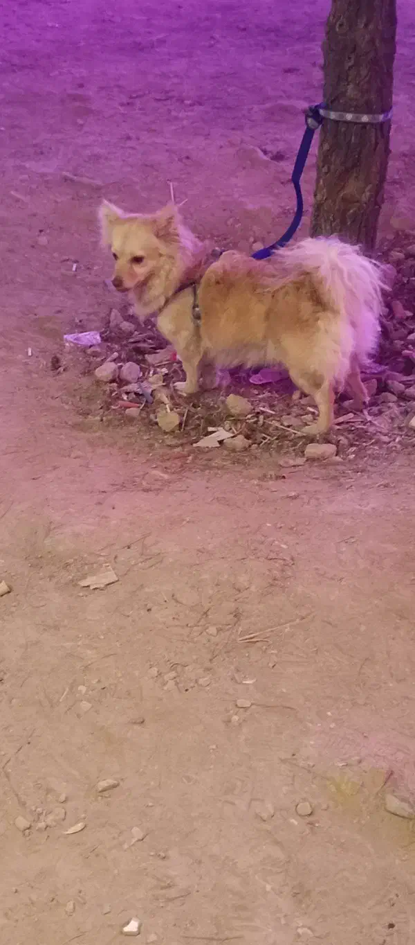 سگ پامرین|سگ|کرمانشاه, |دیوار