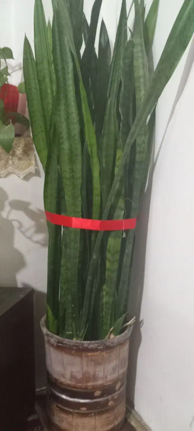 گل شمشیری زیبا|گل و گیاه طبیعی|بوئین و میاندشت, |دیوار