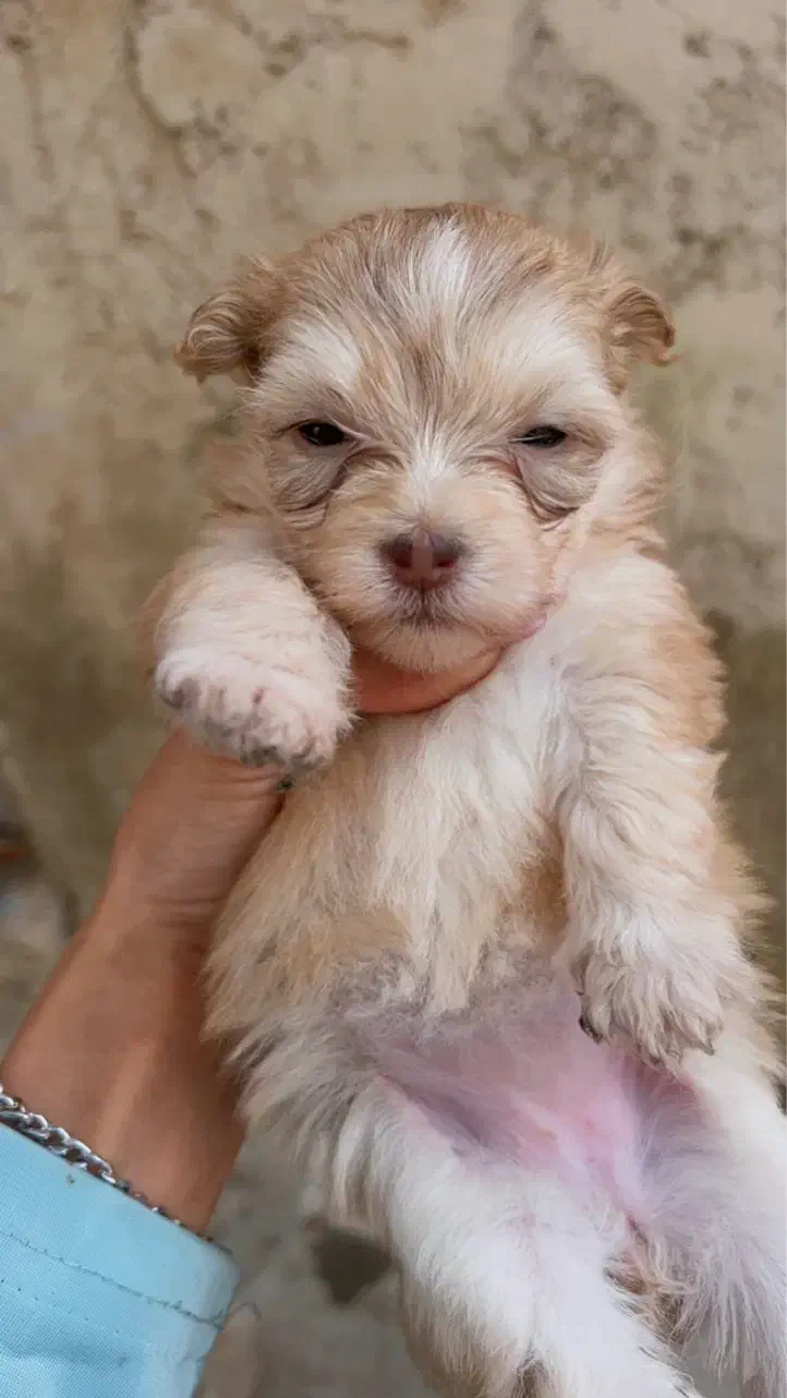 شیتزو|سگ|قشم, |دیوار