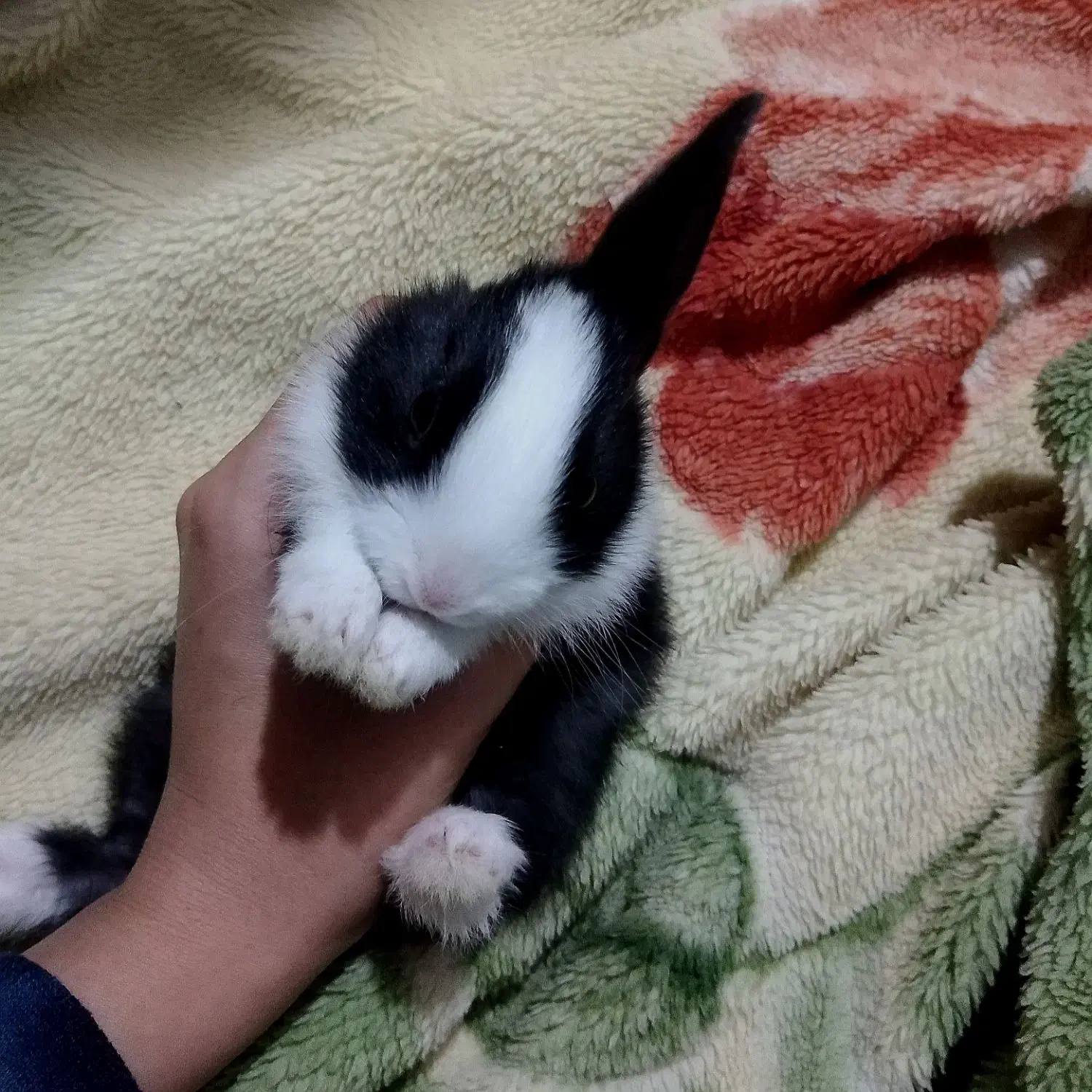 خرگوش|موش و خرگوش|یاسوج, |دیوار