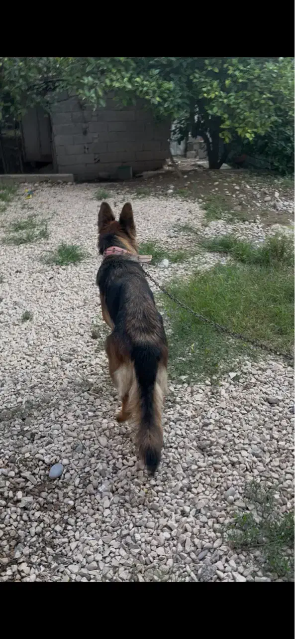 ژرمن|سگ|قائمشهر, |دیوار