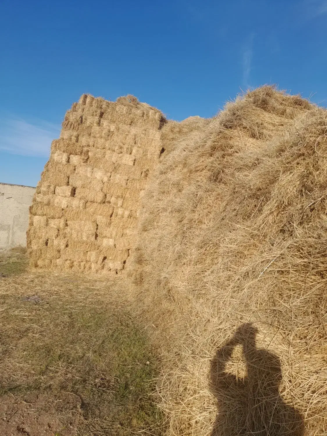 یونجه|عمدهفروشی|اردبیل, |دیوار