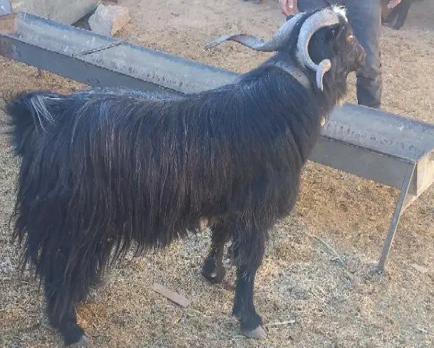 تکه جلوکش|حیوانات مزرعه|کلات (خراسان), |دیوار