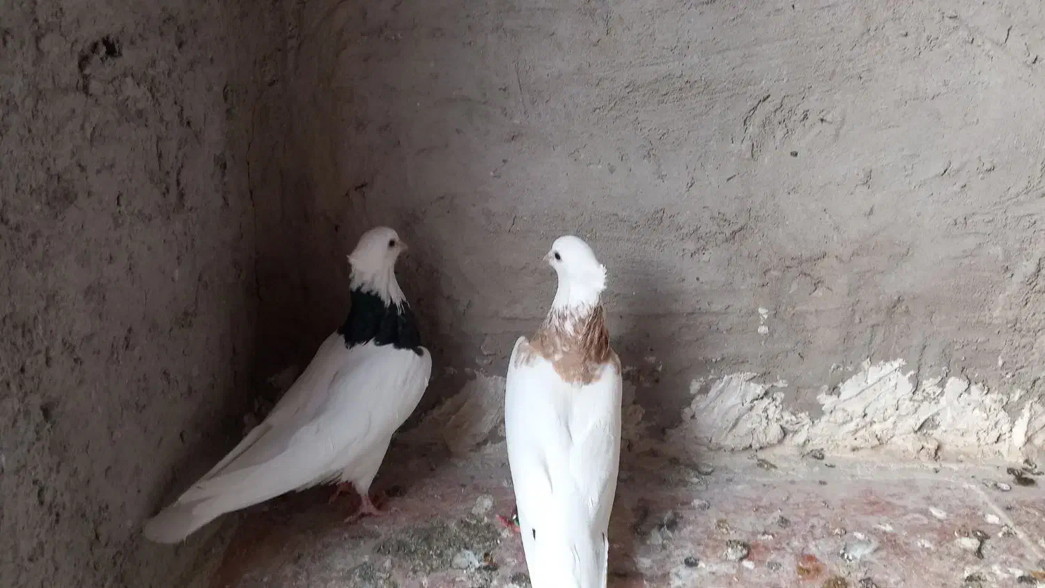 یه جفت طوقی ..|پرنده|ایلام, |دیوار