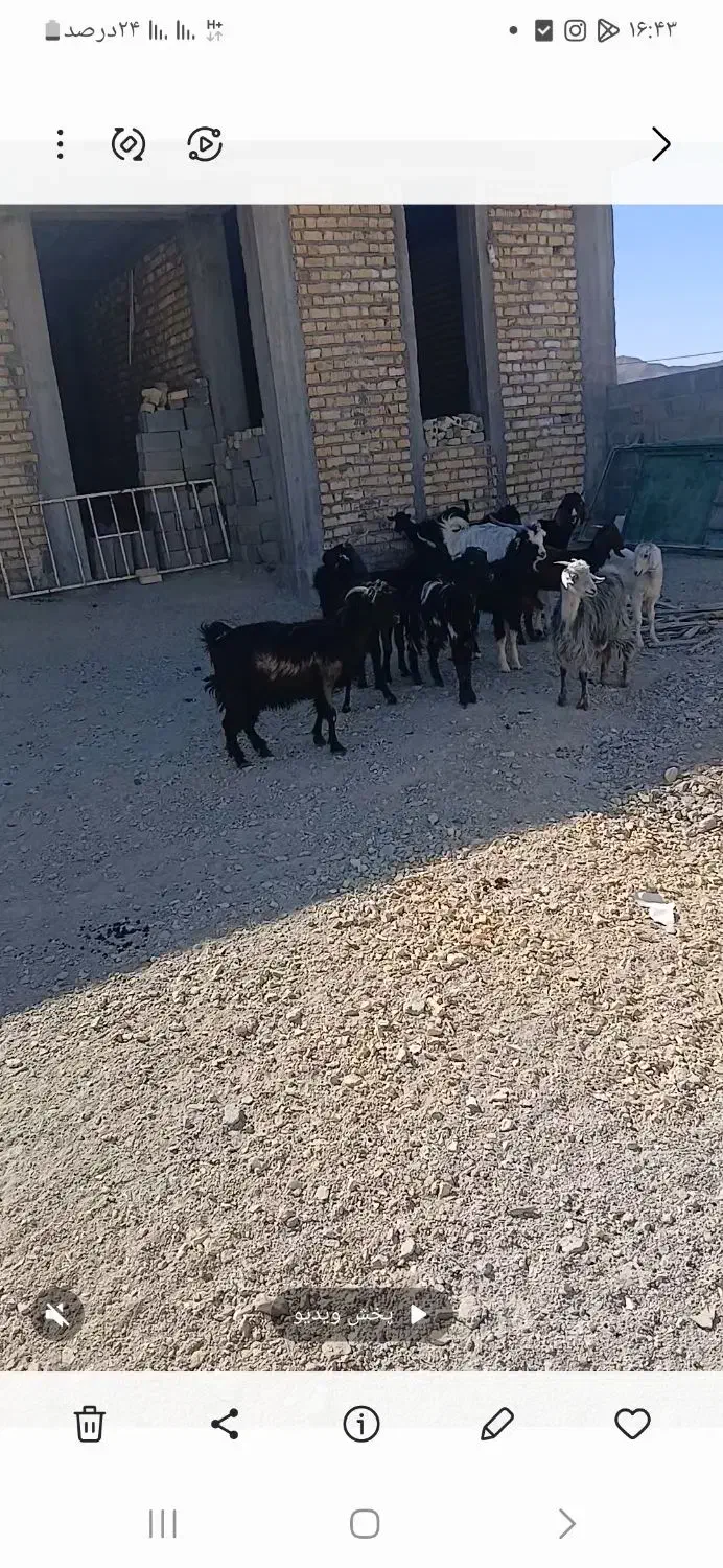 بز داشتی|حیوانات مزرعه|زرین دشت (فارس), |دیوار