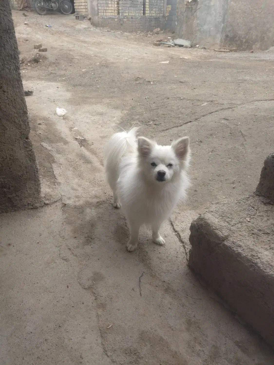 سگ را|سگ|ارسنجان, |دیوار