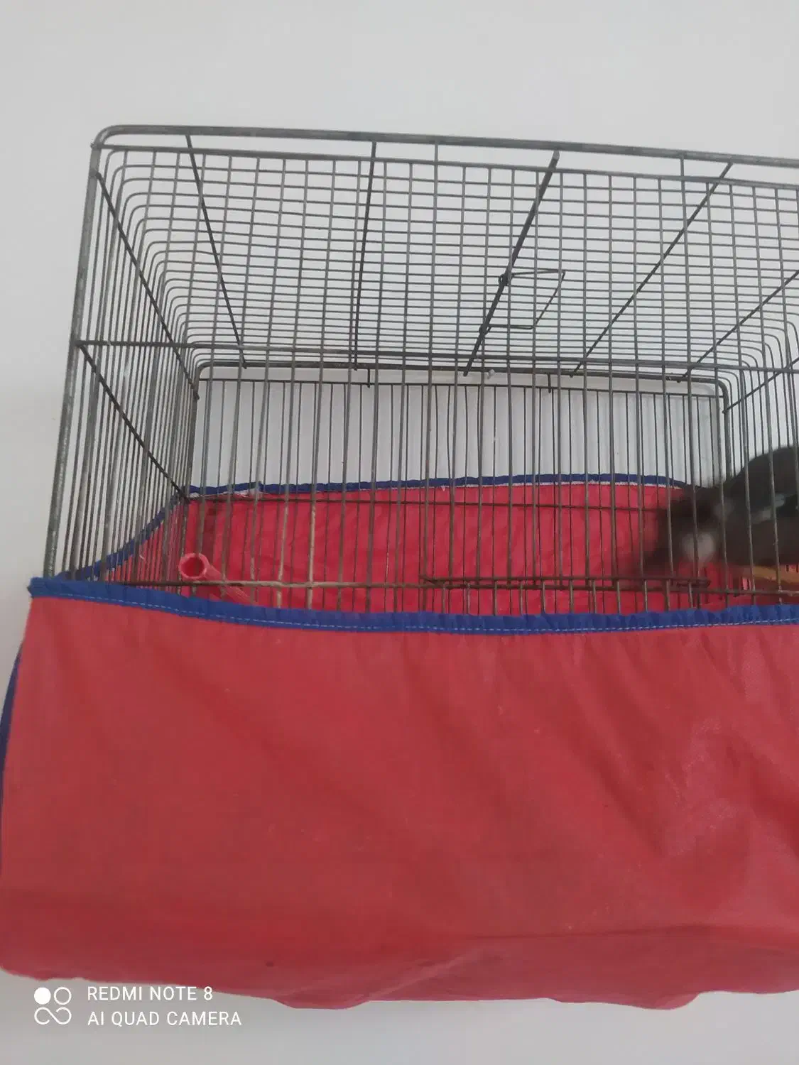 مینا دوعدد|پرنده|بروجرد, |دیوار