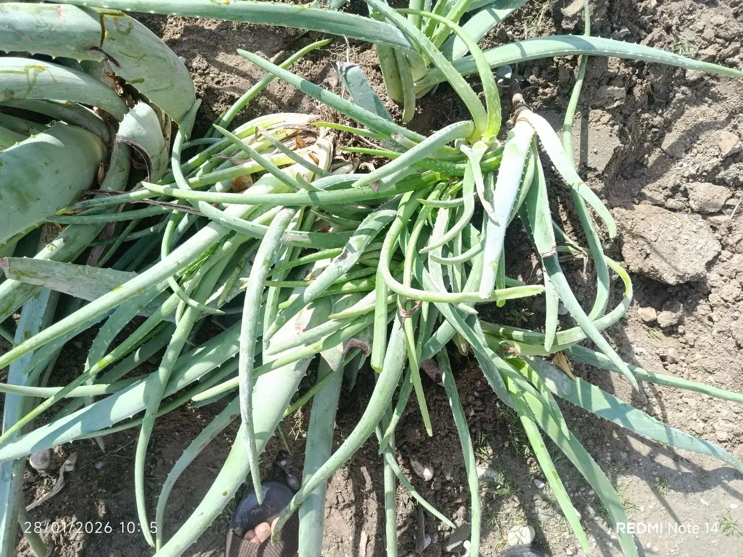 الورا|گل و گیاه طبیعی|تخت, |دیوار