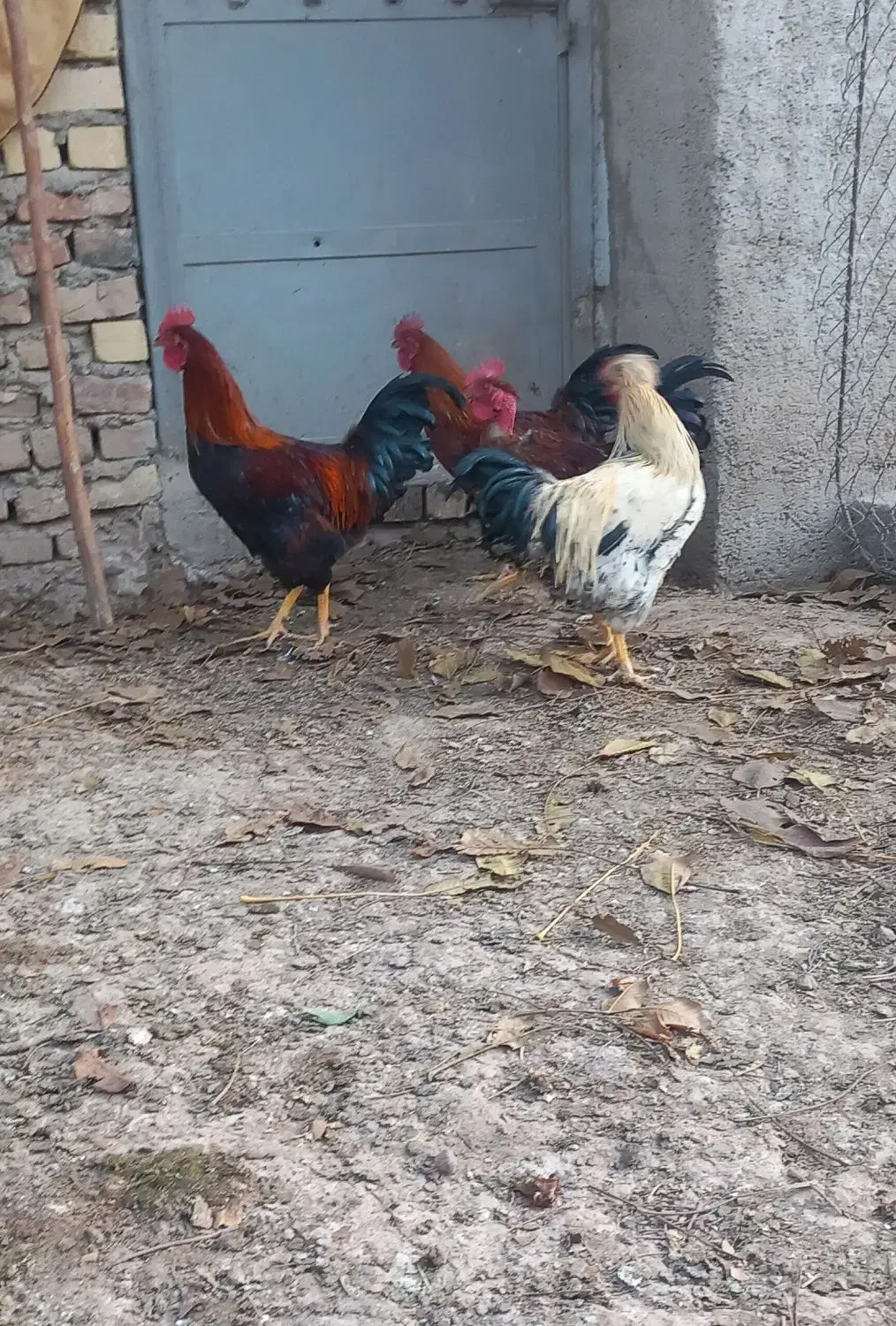 خروس|حیوانات مزرعه|الوند, |دیوار