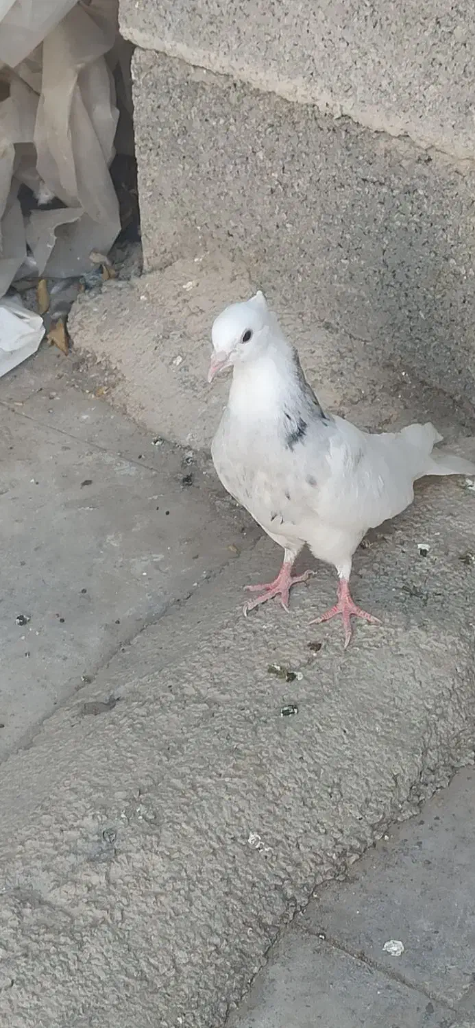 کفتر|پرنده|نورآباد ممسنی, |دیوار