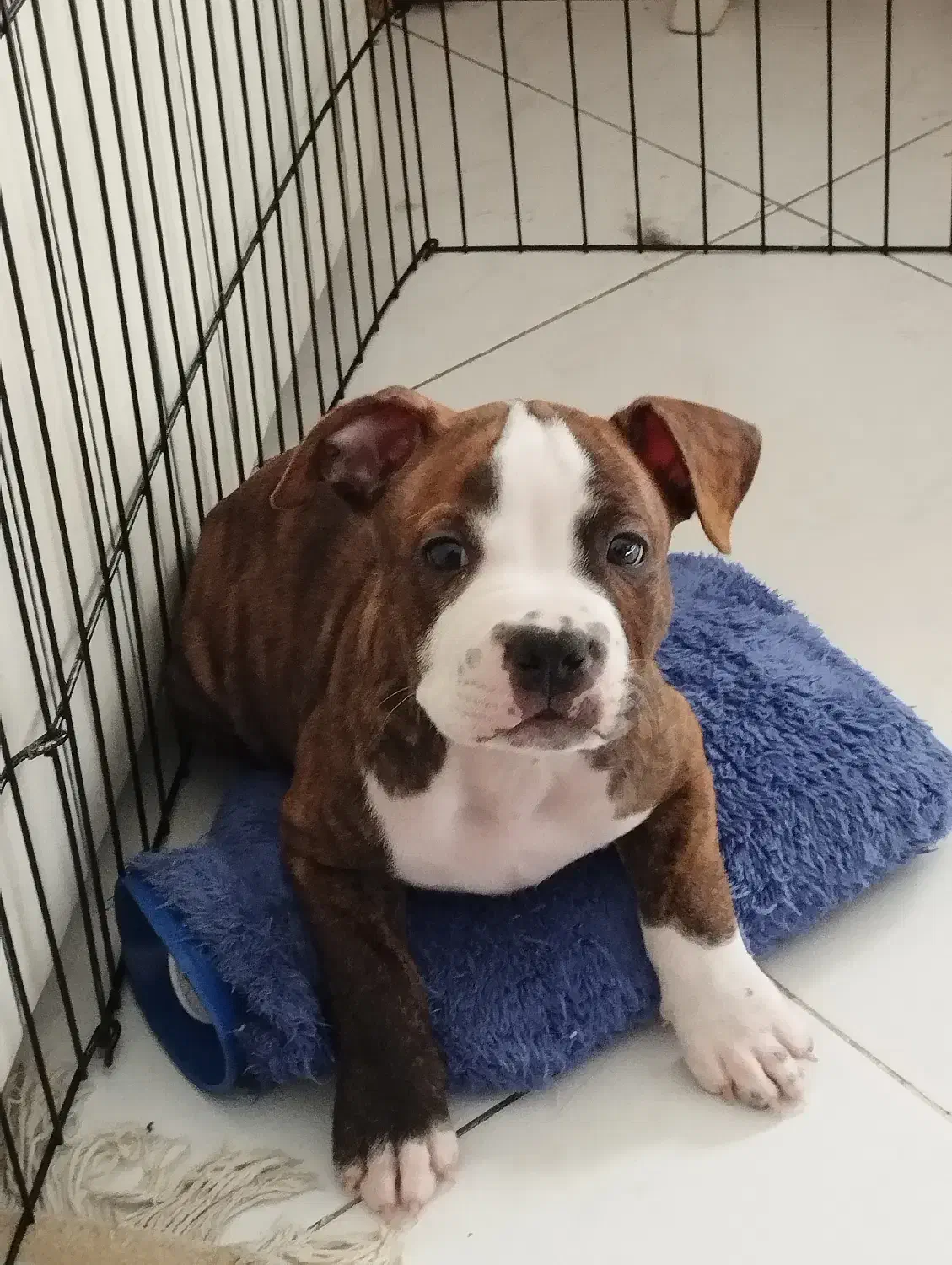 توله پیتبول|سگ|تهران, مجیدآباد|دیوار