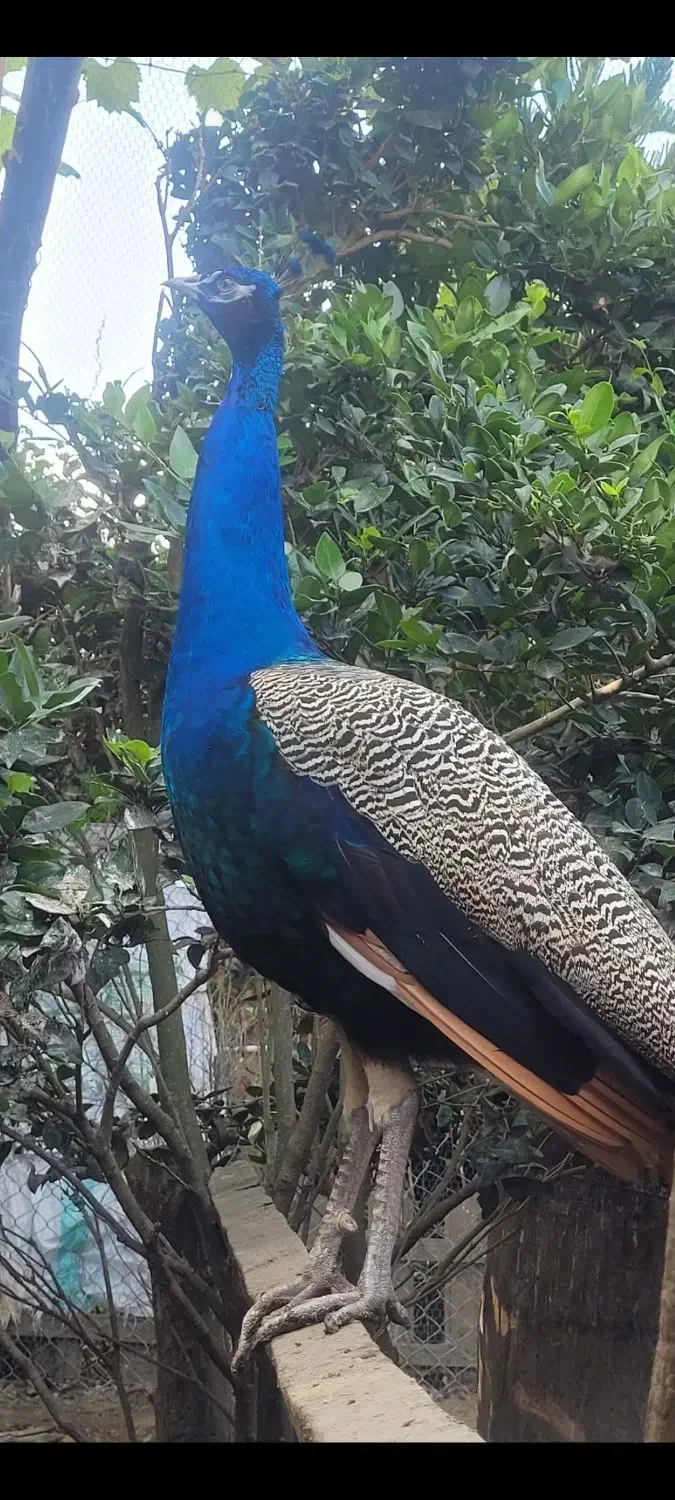 طاووس هندی ومصری|پرنده|محمودآباد, |دیوار