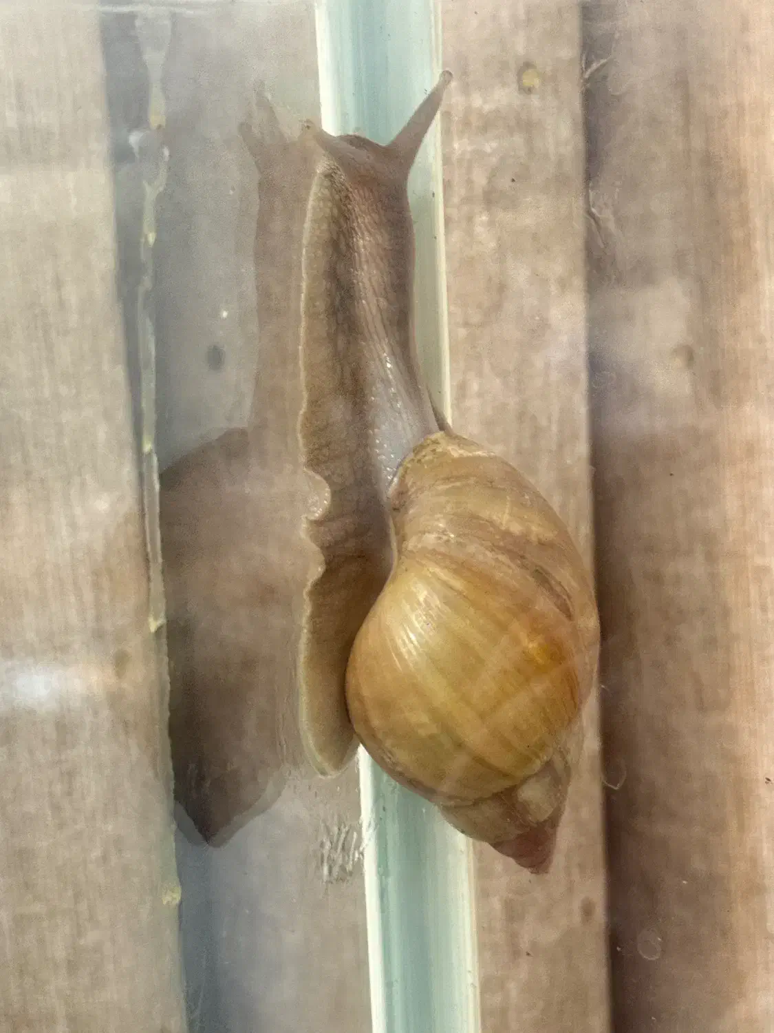 فروش ۴ عدد  حلزون|خزنده|شیراز, عفیف‌آباد|دیوار