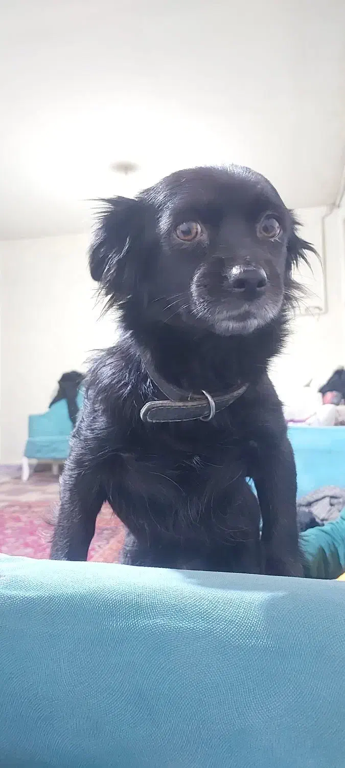 اشپیتزماده۲ساله|سگ|شهریار, کهنز|دیوار