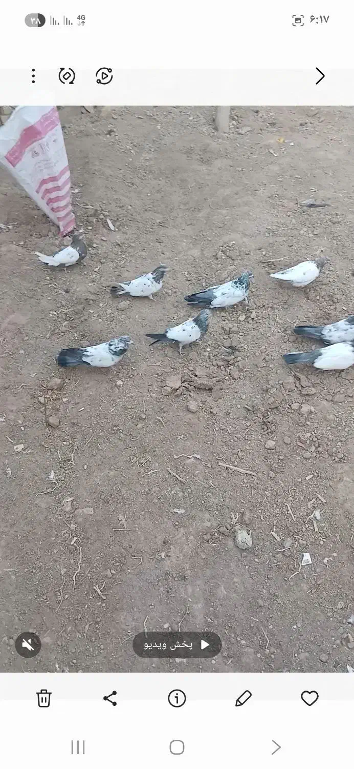 کله ای|پرنده|کبودرآهنگ, |دیوار