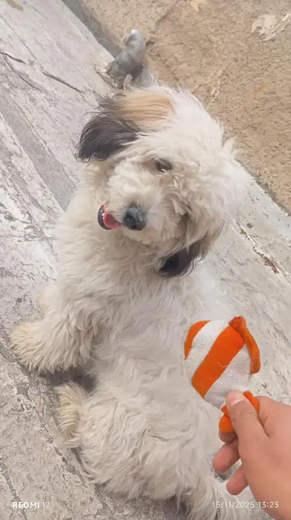 سگ خونگی فروشی فوری|سگ|اسلام‌شهر, صادقیه|دیوار