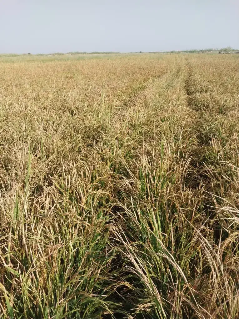 شلتوک درجه یک خوزستان|خوردنی و آشامیدنی|شیراز, باغشهر قصر سبز|دیوار