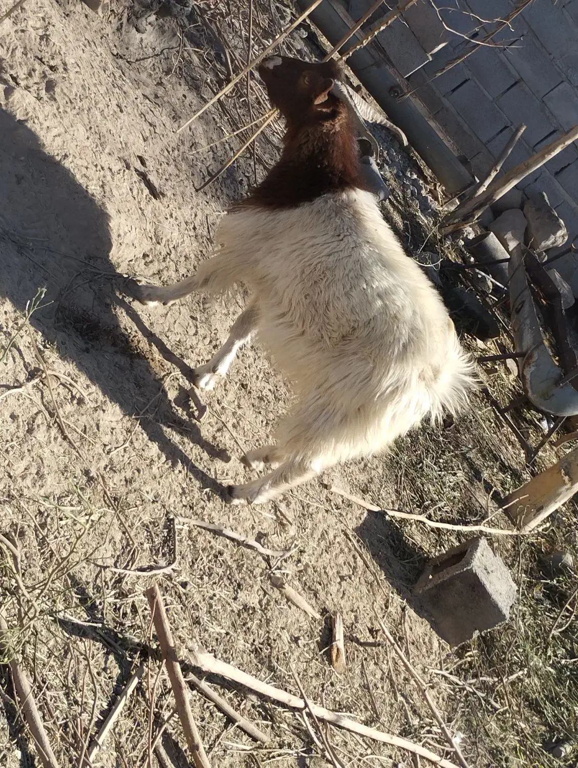 نری|حیوانات مزرعه|جیرفت, |دیوار