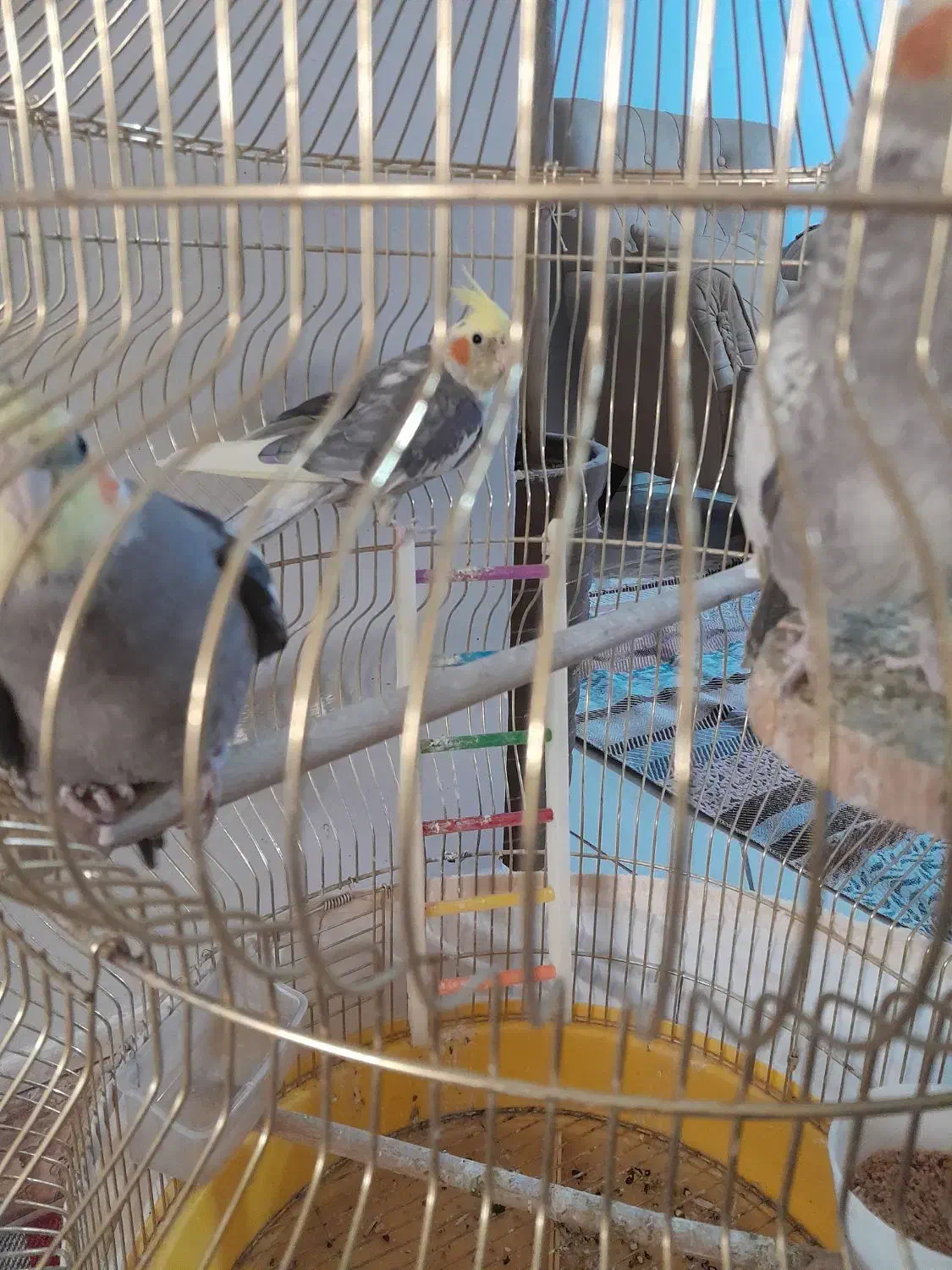 سه عدد عروس بازی گوش|پرنده|نسیم‌شهر, |دیوار