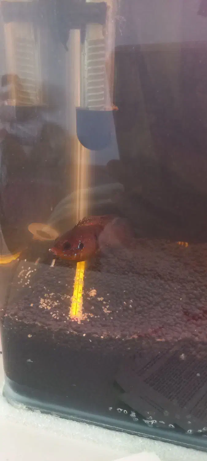 آکواریوم و ماهی|ماهی|نقده, |دیوار