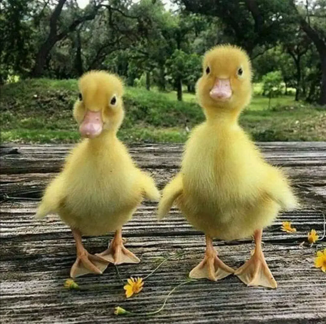 جوجه محلی. و. اردک 15روزه واکسن خورده|حیوانات مزرعه|سبزوار, طبرسی (جعفرآباد)|دیوار