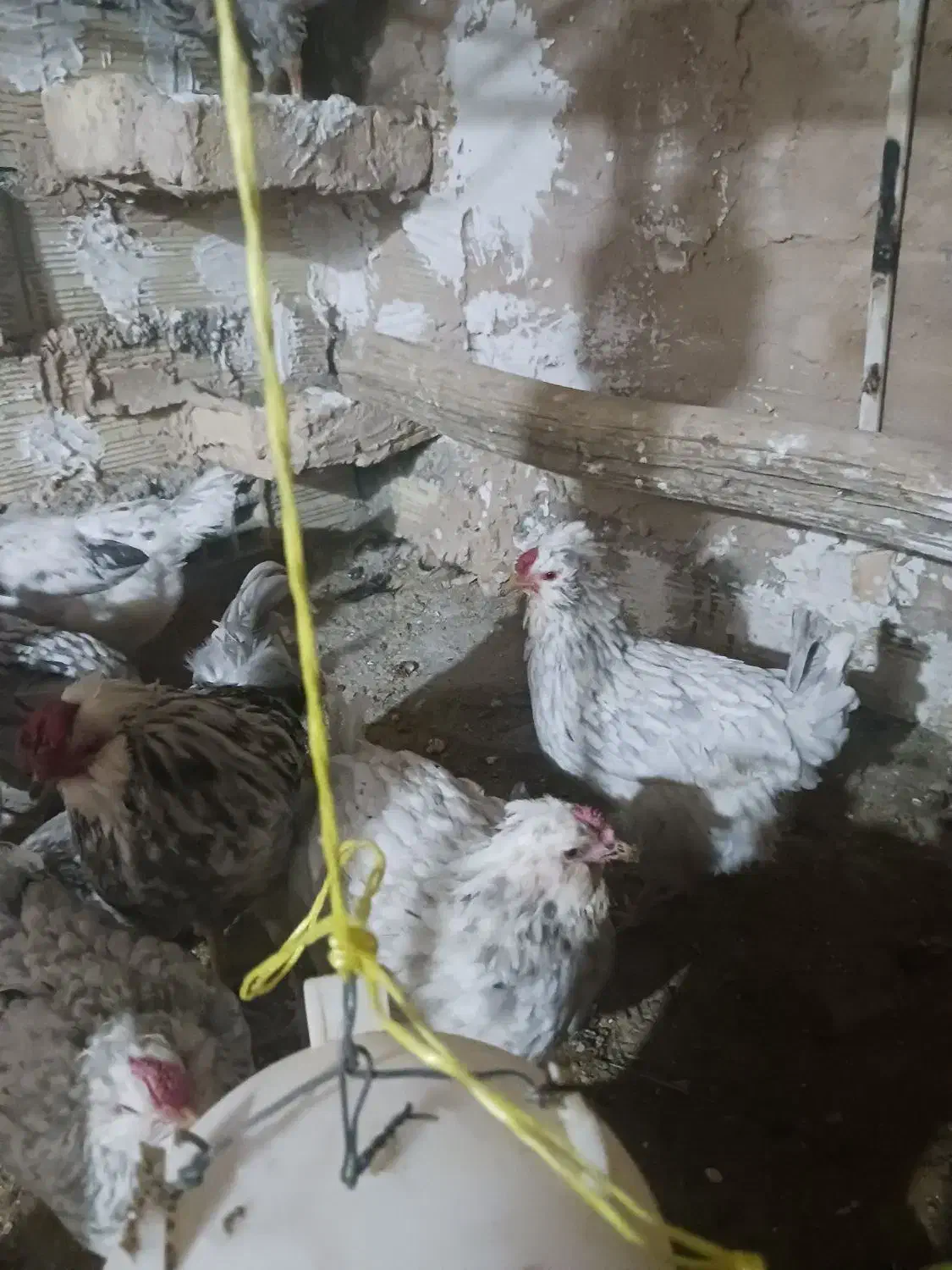 تخم مرغ گلین خال سوزنی و طوسی|حیوانات مزرعه|فرخ‌شهر, |دیوار