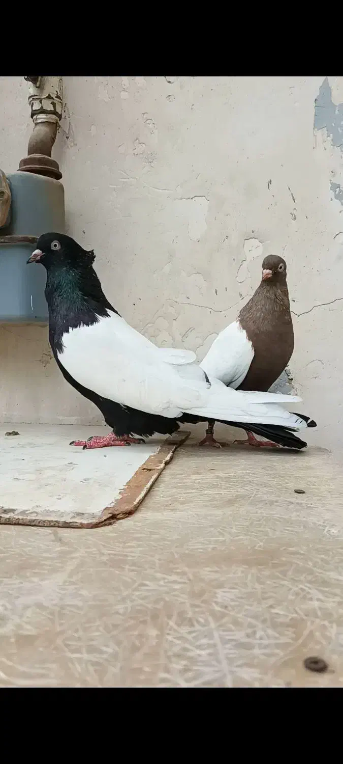 کبوتر دم سفیدوسینه ای.دم‌زرد|پرنده|باوی, |دیوار